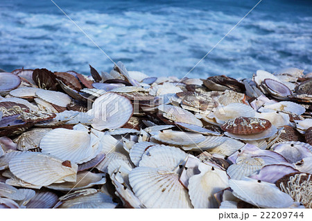 ホタテ貝殻 22209744