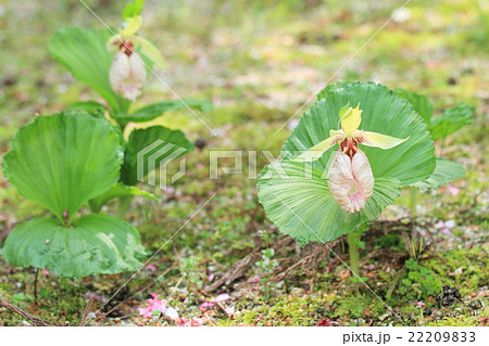 クマガイソウの花 22209833