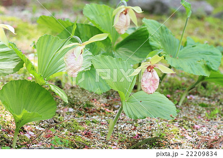 クマガイソウの花 クマガイソウの花 22209834