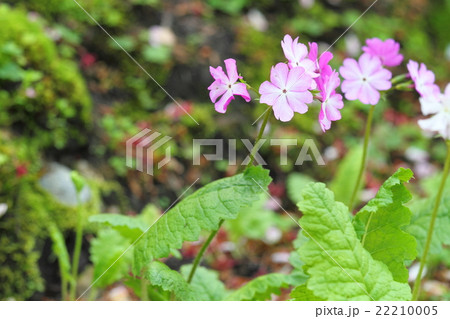 サクラソウの花 サクラソウの花 22210005