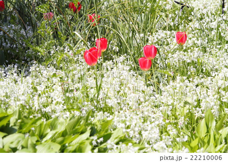 チューリップの花 チューリップの花 22210006