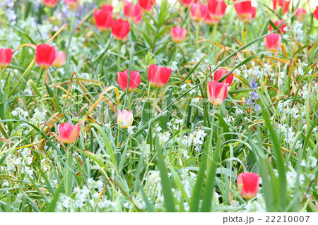 チューリップの花 チューリップの花 22210007