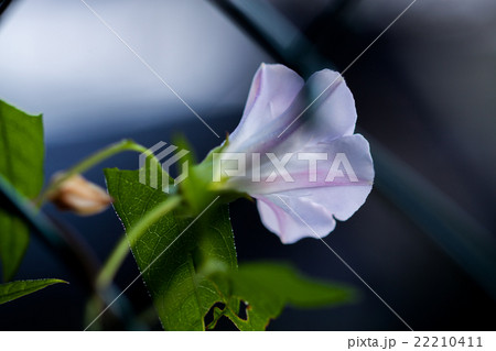 昼顔の花 昼顔の花 22210411