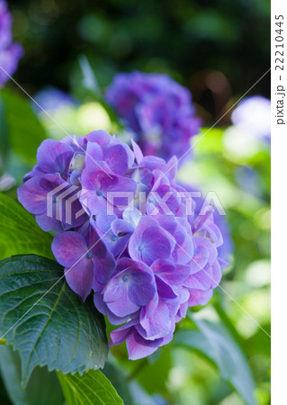 紫の紫陽花 紫の紫陽花 22210445