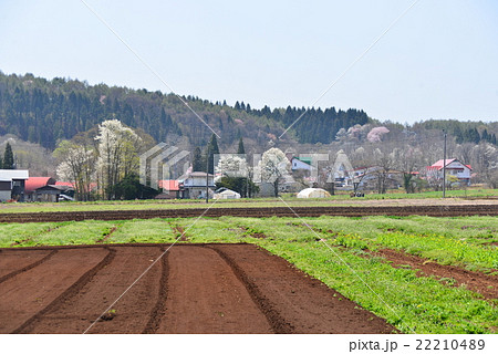 飯綱東高原の畑 22210489