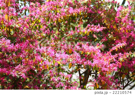 アカバナマンサクの花 22210574