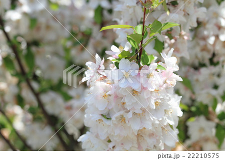 ハナカイドウの花 22210575