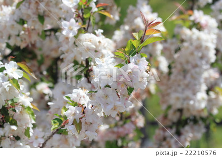 ハナカイドウの花 22210576