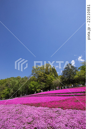 一面に咲く芝桜（埼玉 羊山公園） 22210881