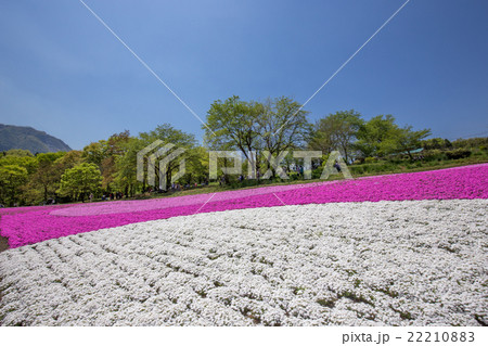 一面に咲く芝桜（埼玉 羊山公園） 22210883