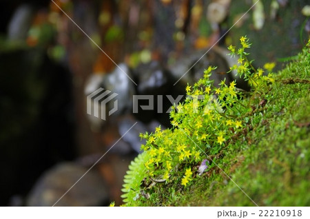 天岩戸神社の天安河原の苔むした岩に咲く黄色い花と祈りの石積みの写真素材