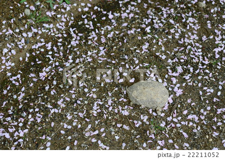 桜 落ち花 桜 落ち花 22211052