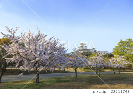 朝日を浴びる満開の桜と姫路城 朝日を浴びる満開の桜と姫路城 22211748