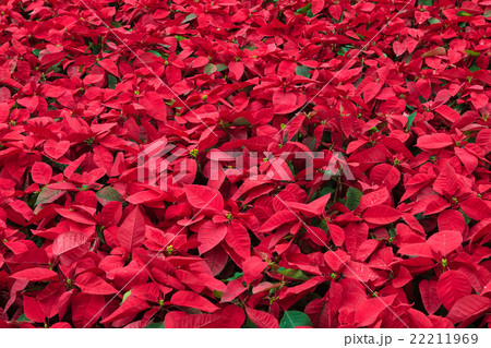 Background of many poinsettia flowers Background of many poinsettia flowers 22211969