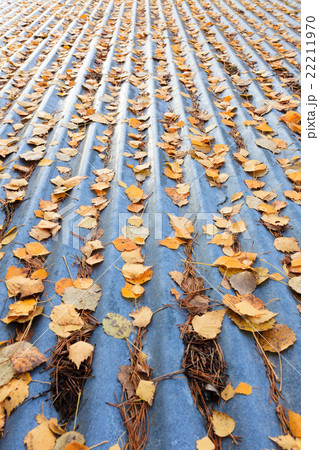 Autumn leaves on roof 22211970
