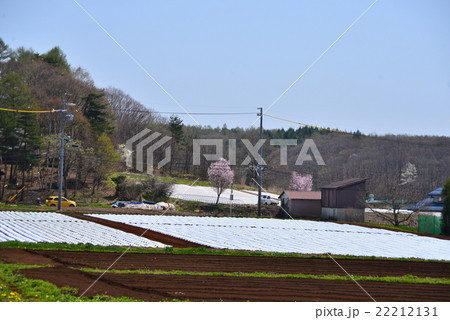 飯綱東高原の畑 22212131