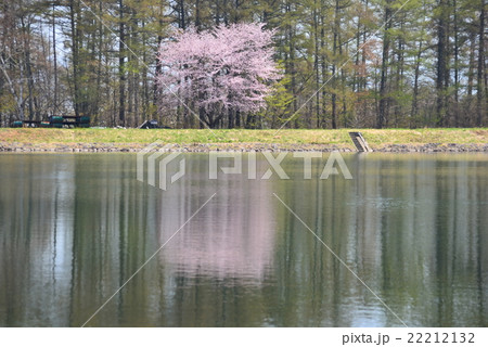 湖に映る桜 22212132
