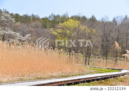 早春の大谷地湿原 22212134