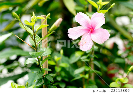 Pink red hibiscus flower blooming 22212306