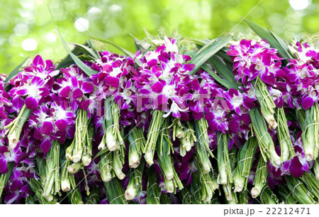 Orchid flowers display at flower market Orchid flowers display at flower market 22212471