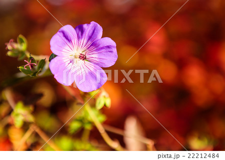 Purple flower and vibrant red background 22212484