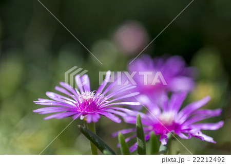 マツバギク マツバギク 22212492