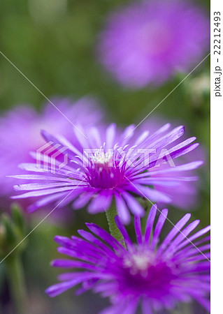 マツバギク マツバギク 22212493