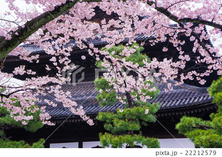 京都 建仁寺 桜 京都 建仁寺 桜 22212579