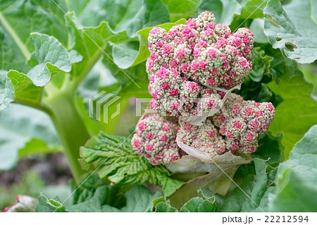 ルバーブの花の写真素材