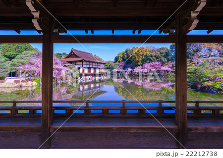京都 平安神宮 神苑 枝垂桜 京都 平安神宮 神苑 枝垂桜 22212738