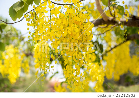 Selected focus Cassia fistula flower 22212802