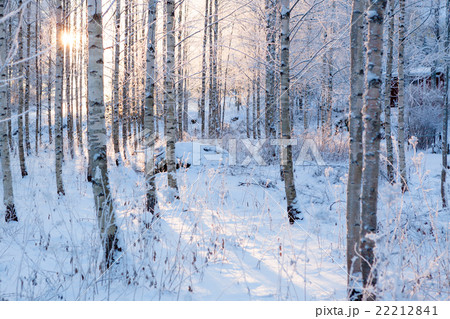 Snowy birch forest and sun light Snowy birch forest and sun light 22212841