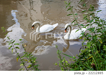 Two curious swans in city river Two curious swans in city river 22212895