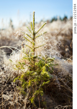 Small spruce and frost hay morning sun 22212994