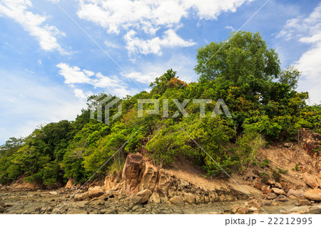 Green forest on rocky shore 22212995