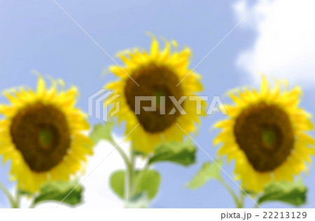 Group of sunflower in blurred concept in blue sky 22213129