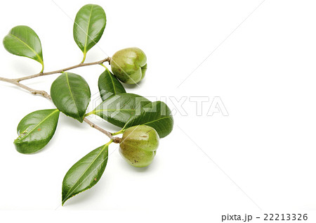 ヤブツバキの実 ヤブツバキの実 22213326
