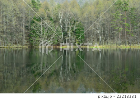 早春の御射鹿池 22213331