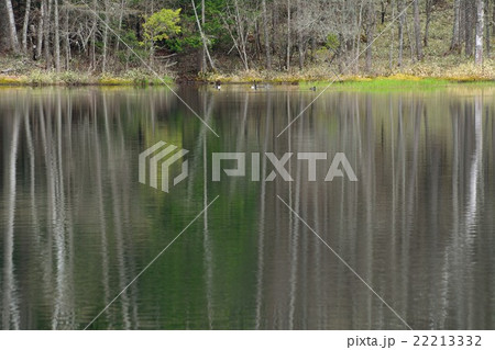 早春の御射鹿池 22213332