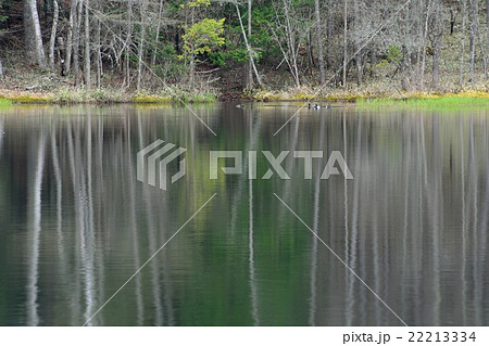 早春の御射鹿池 22213334