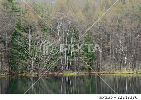 早春の御射鹿池 22213336