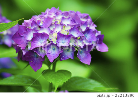 紫陽花 紫陽花 22213890