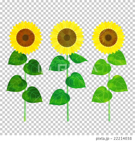 向日葵 22214038