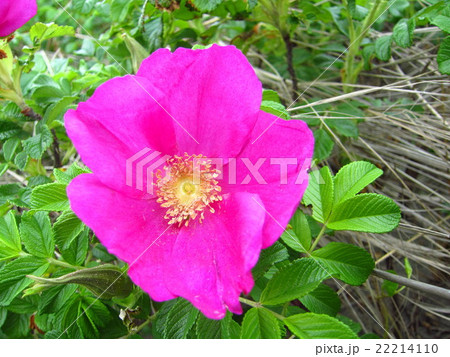 ハマナスの花 22214110