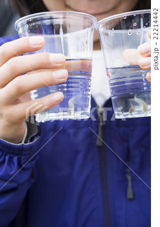 サケの放流体験 サケの放流体験 22214442