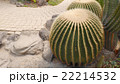 ぐんまフラワーパーク　温室のサボテン 22214532