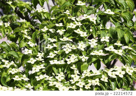 ヤマボウシ ヤマボウシ 22214572