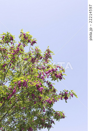 赤花のニセアカシア 赤花のニセアカシア 22214597