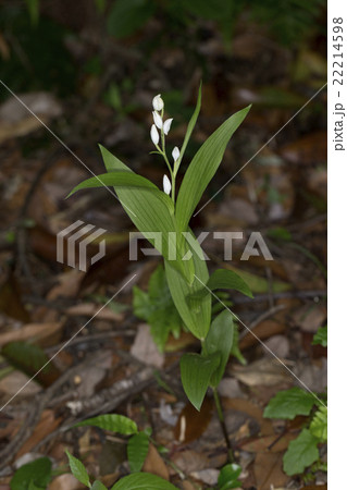 ギンラン ギンラン 22214598