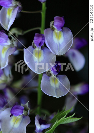 自然 植物 フジ、一つ一つの花は典型的な豆の花の姿をしています① 自然 植物 フジ、一つ一つの花は典型的な豆の花の姿をしています① 22214619